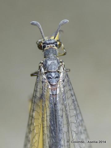 Réf. 144 807 : Myrmeleon bore