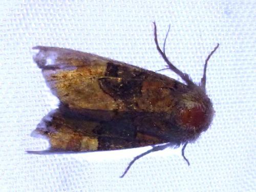 Réf. 144 092 : Euplexia lucipara