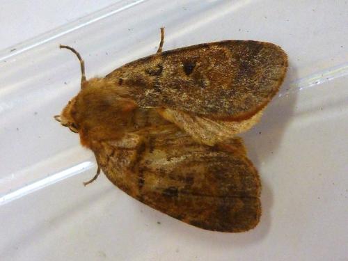 Diarsia sp.