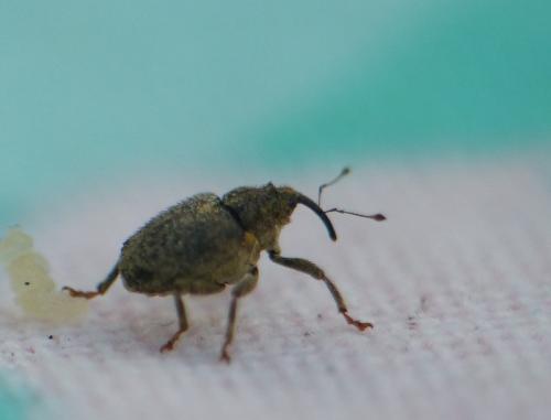 Ceutorhynchus pallidactylus