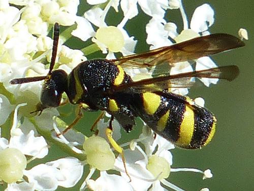 Leucospis dorsigera