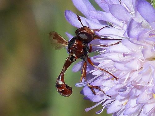 Réf. 144 727 : Physocephala vittata