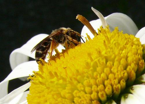 Halictus rubicundus