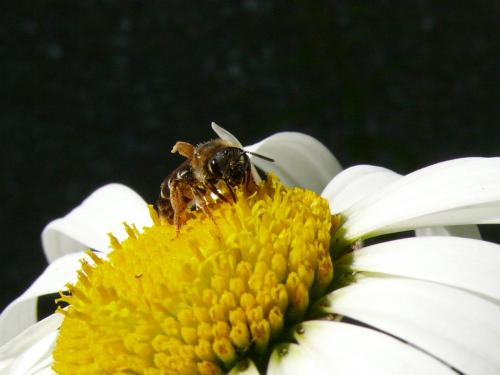 Halictus rubicundus