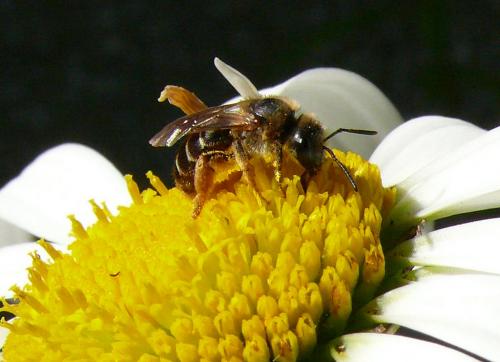 Halictus rubicundus