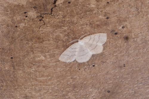 Réf. 144 018 : Cabera pusaria