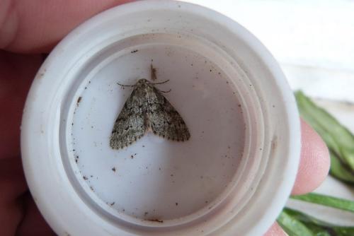 Tephronia sepiaria