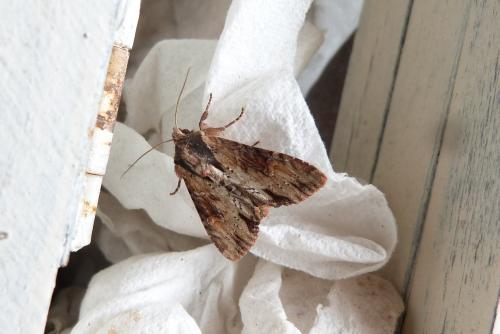 Réf. 144 175 : Apamea crenata