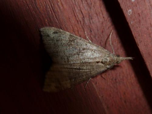Hypena obsitalis