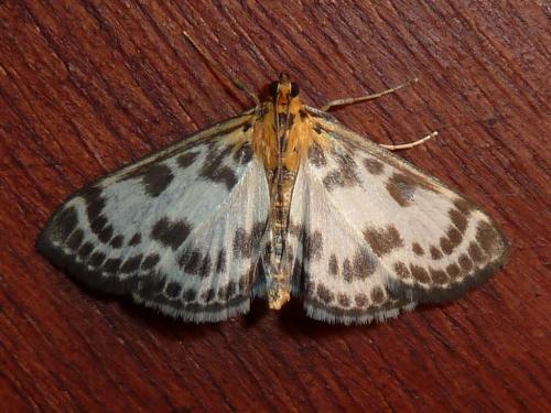 Réf. 144 852 : Anania hortulata
