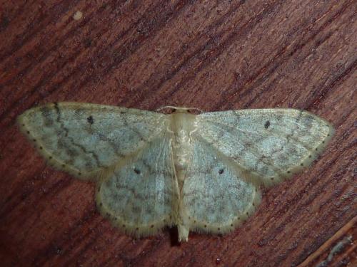 Réf. 144 844 : Idaea biselata