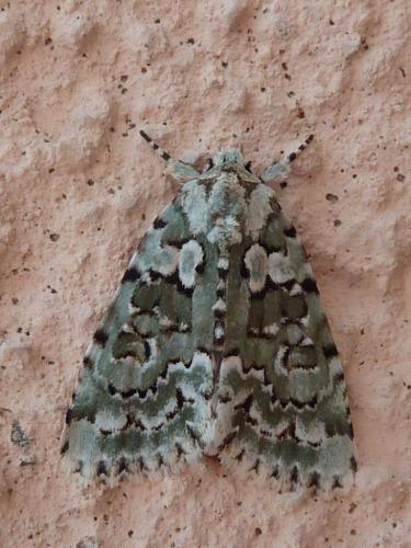 Réf. 144 262 : Nyctobrya muralis