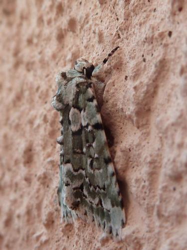 Réf. 144 263 : Nyctobrya muralis