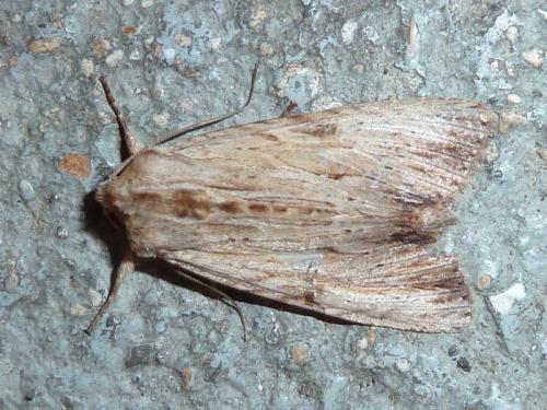 Réf. 144 645 : Apamea lithoxylaea