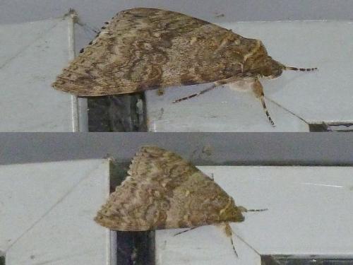Réf. 144 640 : Catocala nupta