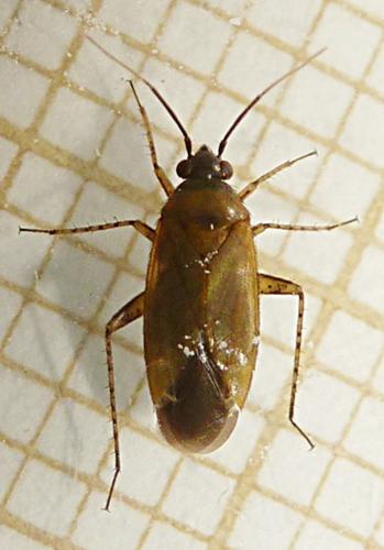 Réf. 144 953 : Plagiognathus arbustorum