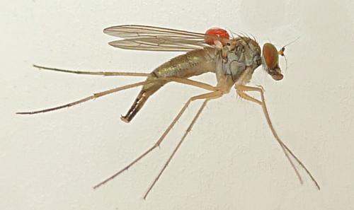 Sciapus sp.