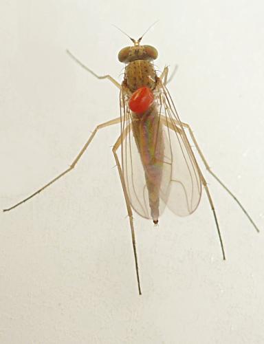 Sciapus sp.