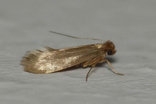 Tineola bisselliella