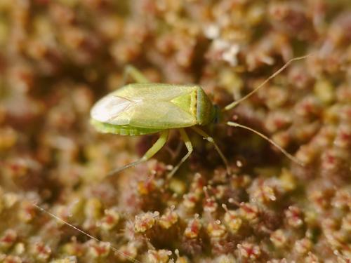 Closterotomus norwegicus
