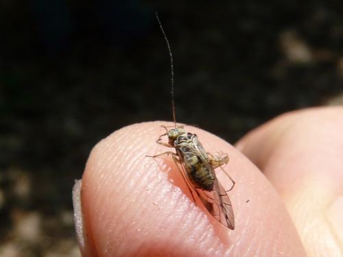 Psococerastis gibbosa