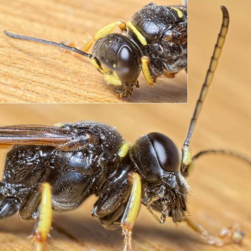 Gorytes planifrons