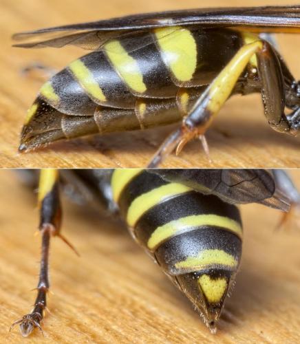 Gorytes planifrons