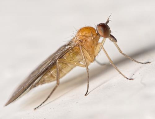 Réf. 144 189 : Hilara thoracica