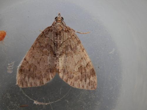 Hydriomena impluviata
