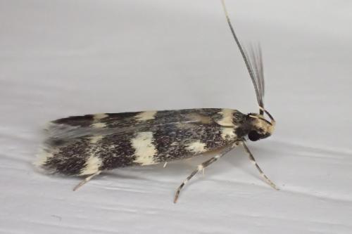 Oegoconia sp.
