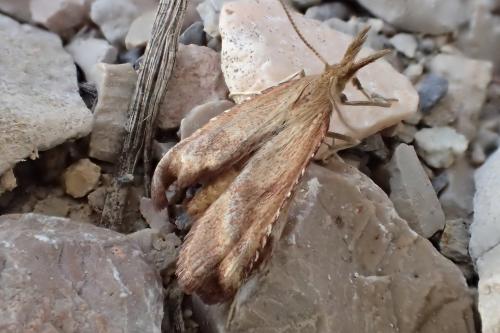Synaphe punctalis