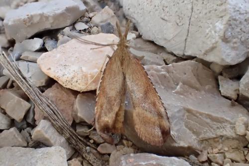 Réf. 144 029 : Synaphe punctalis
