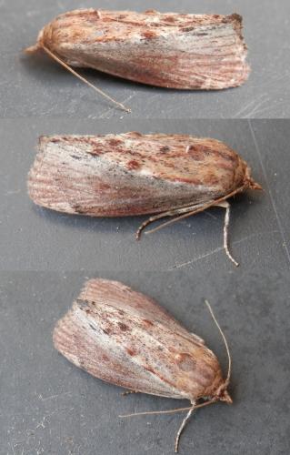 Galleria mellonella