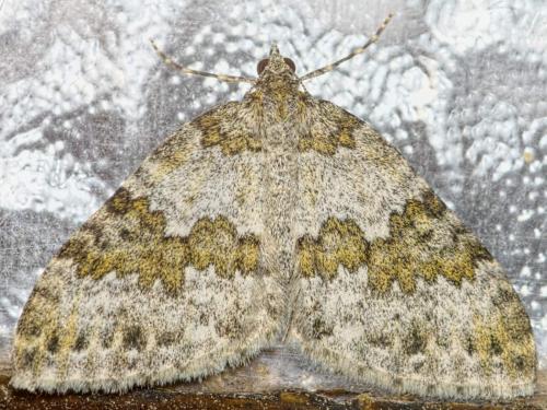 Réf. 144 317 : Entephria infidaria
