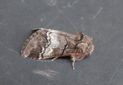 Drymonia querna