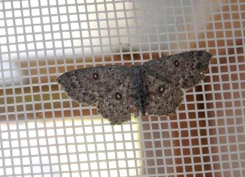 Cyclophora pendularia