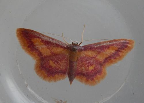 Idaea muricata