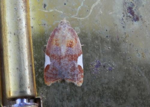 Acleris holmiana