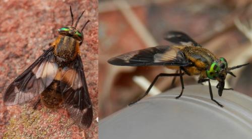 Réf. 144 741 : Chrysops caecutiens