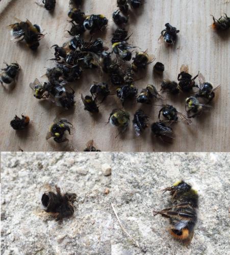 Réf. 144 534 : Bombus sp.