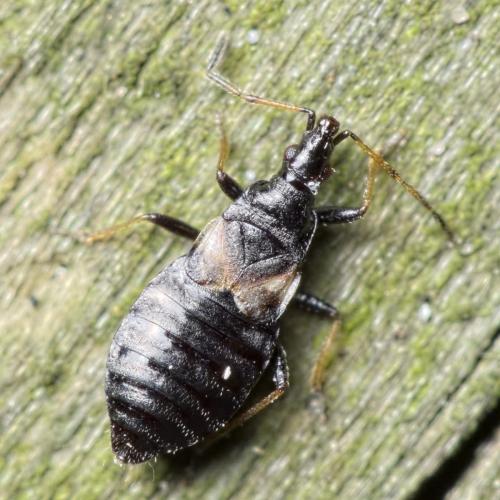 Réf. 144 945 : Temnostethus gracilis