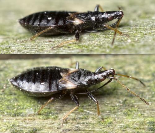 Réf. 144 946 : Temnostethus gracilis