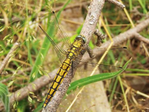 Orthetrum cancellatum