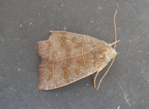 Réf. 144 728 : Ipimorpha subtusa