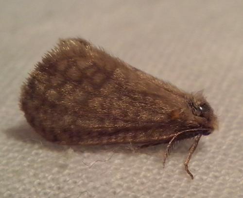 Anaproutia sp.