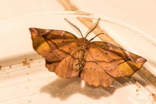 Apeira syringaria
