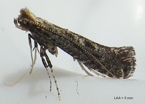 Parornix anglicella