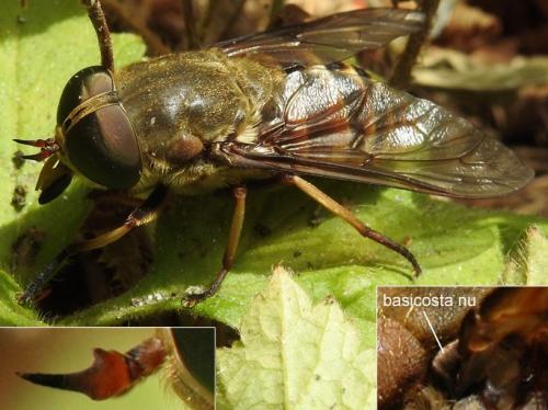 Réf. 144 957 : Tabanus sudeticus