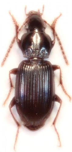 Réf. 144 791 : Pterostichus minor