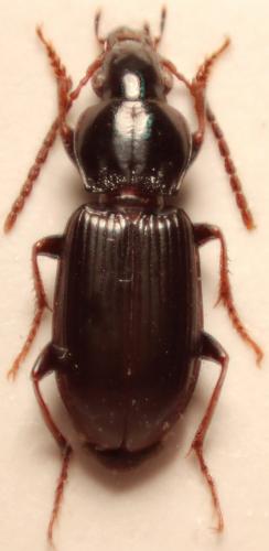 Réf. 144 839 : Pterostichus minor